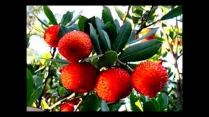 Как дома вырастить Клубничное дерево,или Кудранию