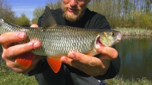 УДОЧКИ СЛЕТАЮТ С ПОДСТАВОК ОТ ЭТИХ ПОКЛЁВОК! Ловля голавля на куриную печень в малой реке.