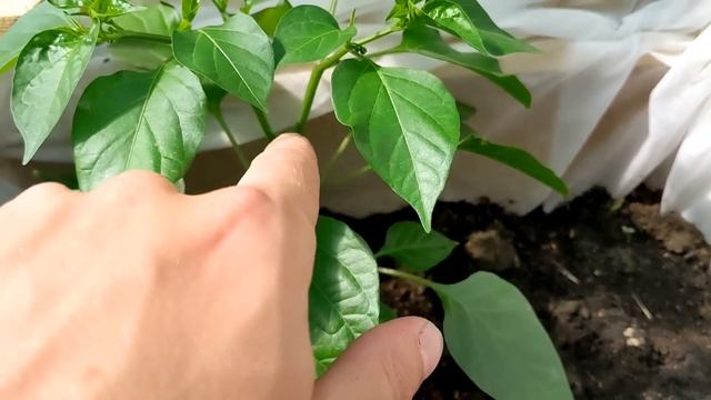 Плюс ещё СТАНОК | Электрика инди-стайл | Формирование перцев в теплице смотреть онлайн