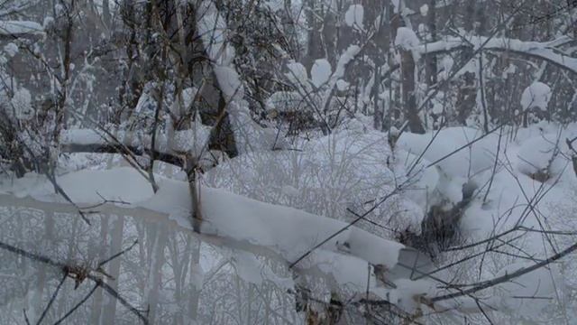 Зимний лес слайд смотреть онлайн