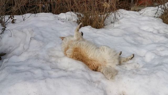 Дикий Рыжий кот охотится за тем, что плохо лежит. смотреть онлайн