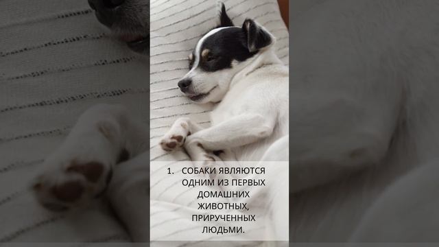 Собаки являются одним из первых домашних животных, прирученных людьми смотреть онлайн