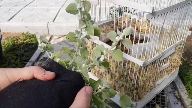 Цветочная композиция в клетке/Цветочный декор для сада, лоджии, балкона и квартиры