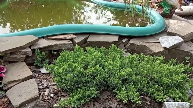 КАК размножить МОЖЖЕВЕЛЬНИК? смотреть онлайн