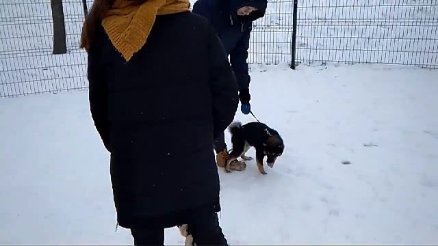 Дрессировка собак групповые занятия смотреть онлайн