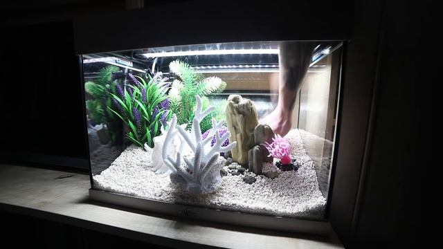 Запуск нового аквариума. Пошаговая инструкция смотреть онлайн