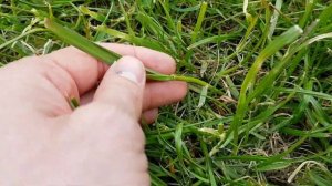 Как выбрать газонную смесь, обзор. Посадка газона.