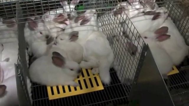 Технологии промышленного кролиководства смотреть онлайн
