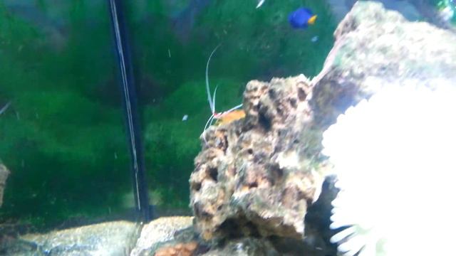 Reef tank with clown fish, anemone, Xenia, toadstool coral смотреть онлайн