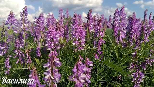 10 марта народный праздник Тарас Бессонный. Что нельзя делать. Народные традиции и приметы. смотреть онлайн