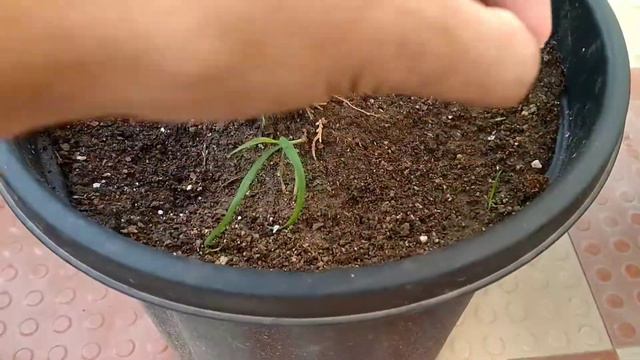 || कपूर के यह गुण जनने के बाद हैराण हो जाओंगे || смотреть онлайн