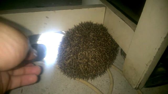 злой еж поселился в гараже 2016 смотреть онлайн