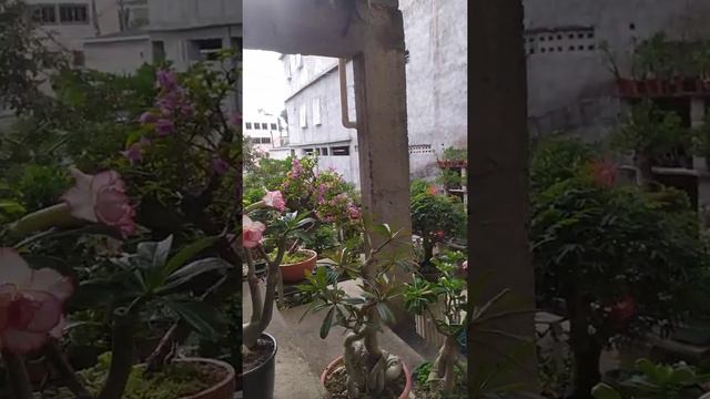 Espetacular rosa do deserto, Chibi Marujo, TS44, Dust, Carnation смотреть онлайн