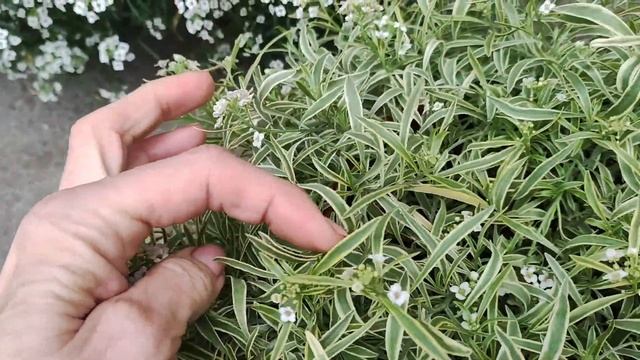 Только так можно сохранить вегетативный алиссум Сноу принцесс до весны . Условия для зимовки в доме смотреть онлайн