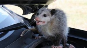 Самые необычный домашний житель опоссум в деле | Интересные факты