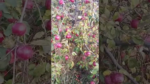 #Урожайная_яблоня #Яблоня_Флорина. #Shorts смотреть онлайн