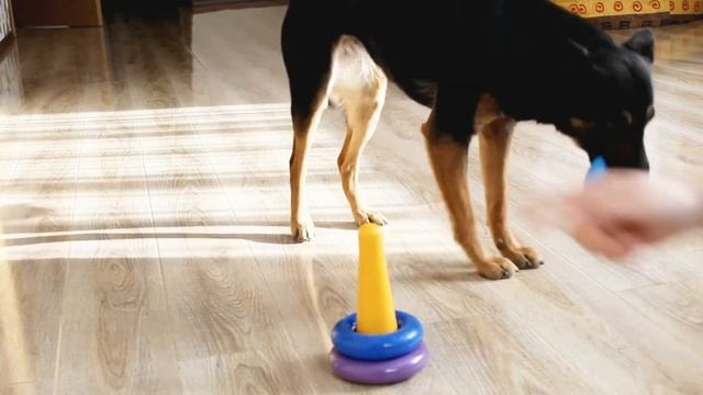 КАК НАУЧИТЬ СОБАКУ СОБИРАТЬ ПИРАМИДКУ? | flymdogs смотреть онлайн