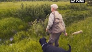 Лабрадор-Ретривер. Прекрасный помощник охотниу - 2021г