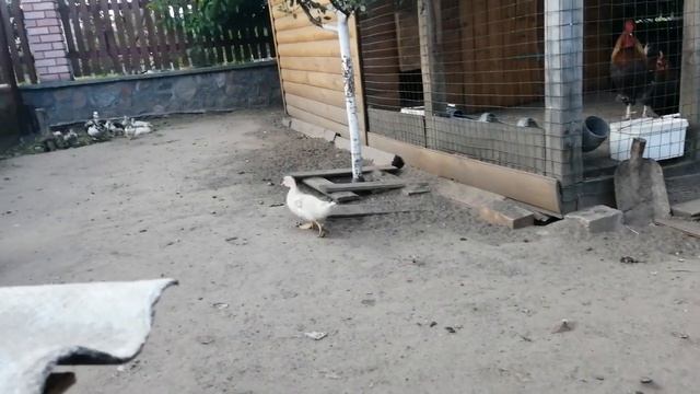 Рацион питания месячных индоутят и цыплят. смотреть онлайн