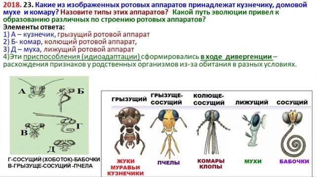 Типы ротовых аппаратов насекомых смотреть онлайн