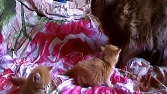 Миша и Котики 2 смотреть онлайн