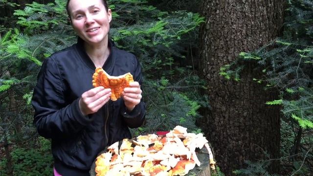 Пень с ТСЖ реабилитирован!!! ТРУТОВИК СЕРНО-ЖЕЛТЫЙ: 3 вкусных рецепта. Трускавец. 09.06.2020. смотреть онлайн