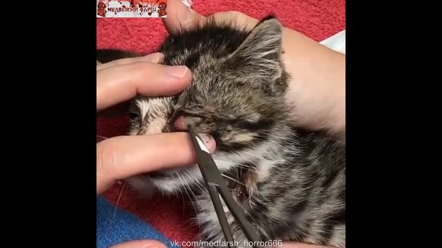 У котёнка личинка в глазе смотреть онлайн