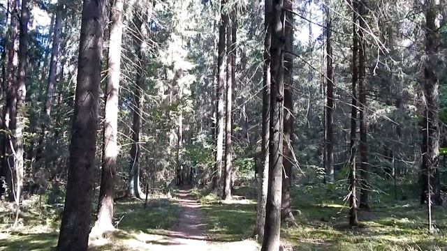 На даче и в лесу осенью смотреть онлайн