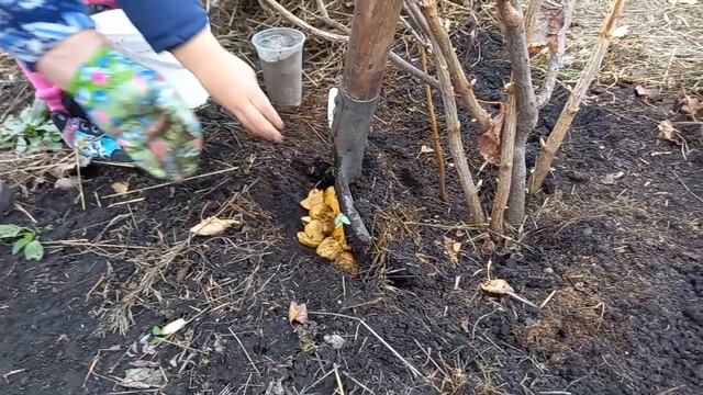 ПОДГОТОВКА ЧЕРНОЙ СМОРОДИНЫ К ЗИМЕ/СУПЕР УДОБРЕНИЕ?? смотреть онлайн