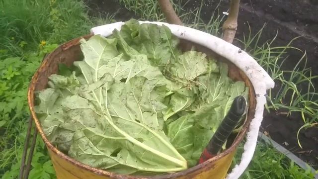 Места мало - огурцов много . Готовлю бочку для посадки огурцов. смотреть онлайн