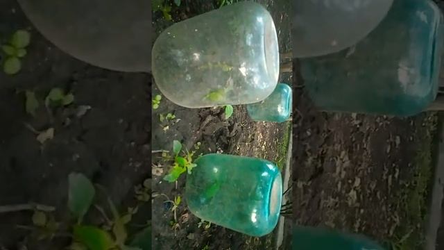 Укоренение черенков роз ?✨ смотреть онлайн