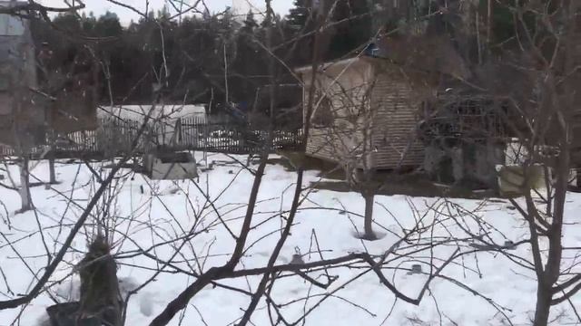 Подробно про обрезку вишни: древовидные и кустовидные сорта, их отличия и разный подход к обрезке смотреть онлайн