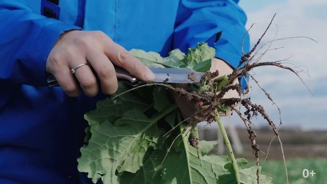 Озимый рапс. Сравнение 6 систем стартовых удобрений смотреть онлайн