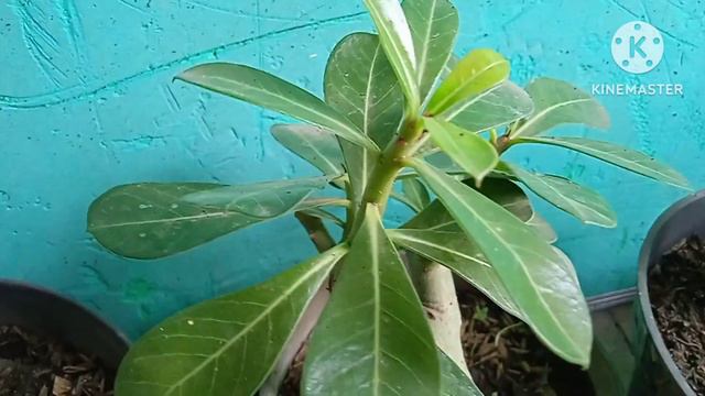 Adenium Red Dragon # by Ahmad botani 321 смотреть онлайн