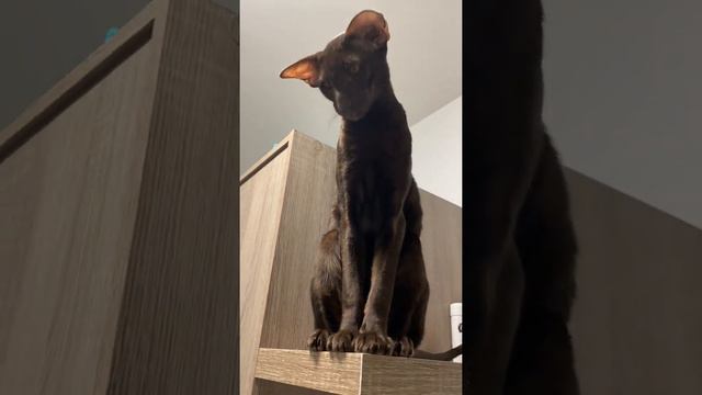 Кот ориентал гуляет на шкафу🐈⬛ l Кая потревожили 😁🤣 смотреть онлайн