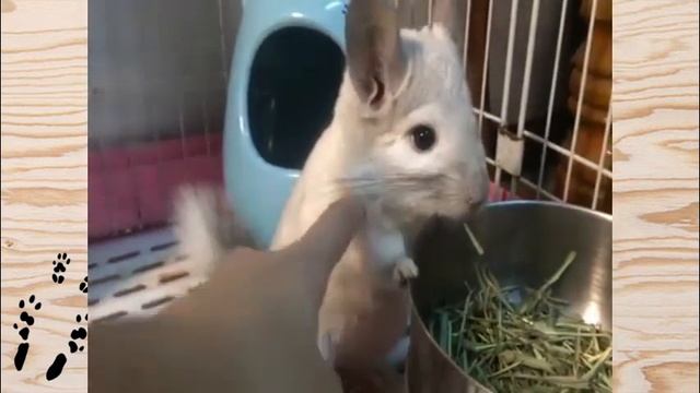 Лучшие приколы про ШИНШИЛЛ! Смешные ШИНШИЛЛЫ! Funny chinchillas❤#4 смотреть онлайн