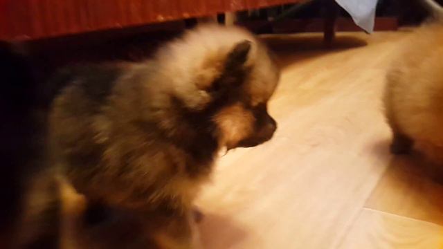 девочка рыжий соболь месяц и неделя смотреть онлайн