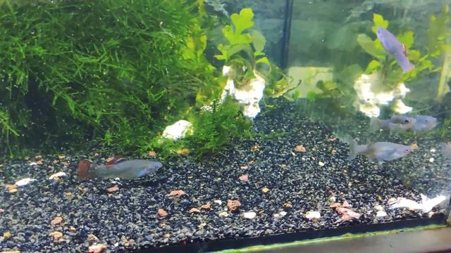 Моллинезия вольная / Молли Сальвадор / Poecilia salvatoris #Poecilia salvatoris #моллинезиявольная смотреть онлайн