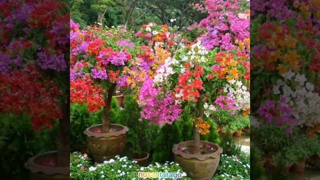 11 Tanaman Pembawa Sial Di Pekarangan Rumah Anda | Mitos Tanaman смотреть онлайн