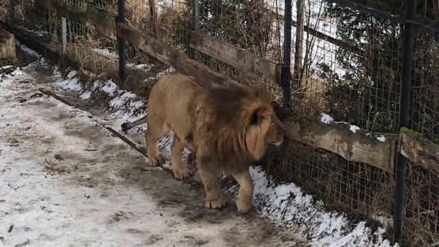 Как миллиардер раскрыл жуткую схему. Lions смотреть онлайн