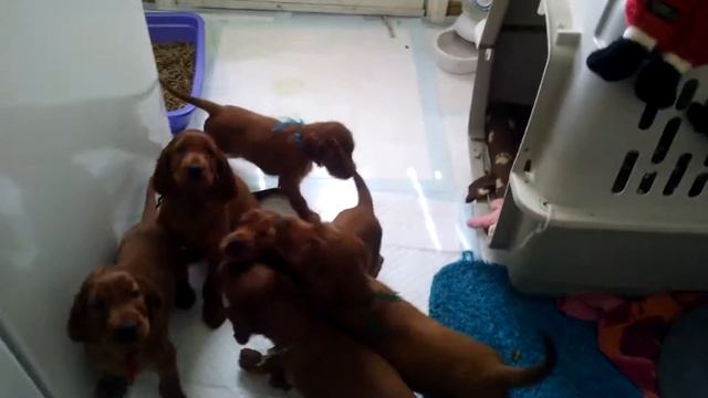 Herding a litter of 10 Irish Setter puppies смотреть онлайн
