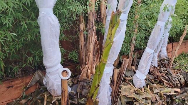 Winterizing Musa Basjoo Cold Hardy Banana Plants смотреть онлайн