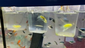Светящиеся рыбки GloFish. Тернеция, Данио, Лабео, Петушок.