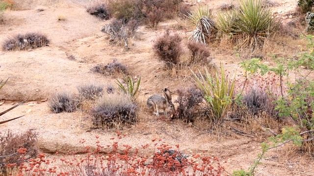JOSHUA TREE - Best Things To Do In Joshua Tree смотреть онлайн