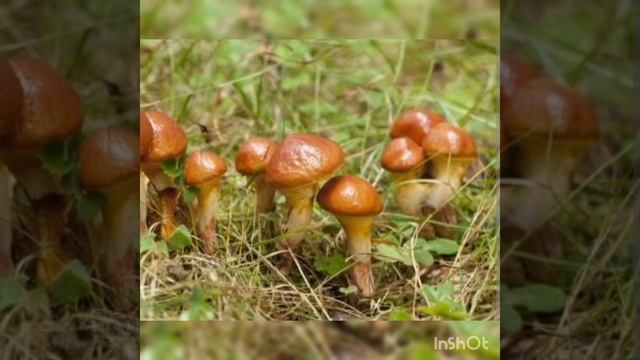 Ознайомлення з природним довкіллям " Гриби" смотреть онлайн