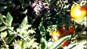 ТОМАТ ИРИШКА. Описание сорта