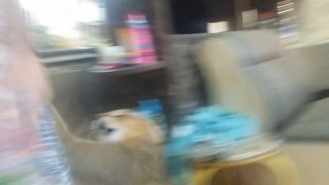 Камышовый кот (игры) смотреть онлайн