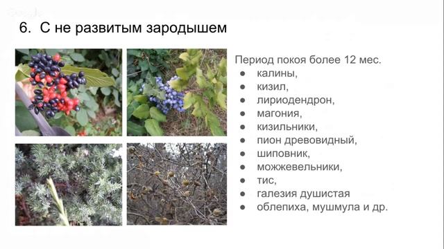 Выращивание древесных растений из семян - сбор, обработка, хранение, посев. Мария Газнюк смотреть онлайн