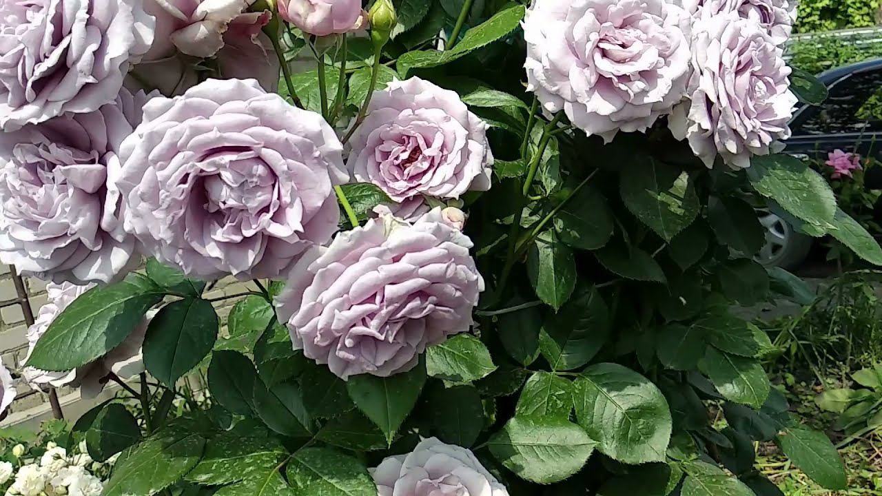 Розы Кордес. Новалис - ничего себе флорибундочка. смотреть онлайн