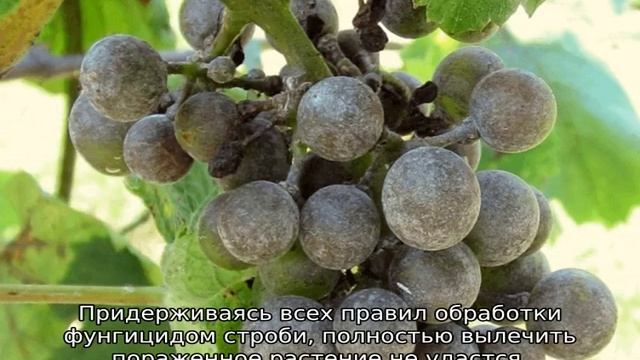 Строби: фунгицид, инструкция по применению для винограда смотреть онлайн